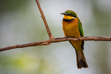 Little bee-eater standing on branch facing camera