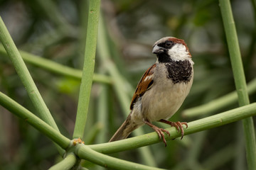 Male house sparrow perched on green branch