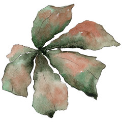 Chestnut leaves in a watercolor style isolated. Aquarelle leaf for background, texture, wrapper pattern, frame or border.