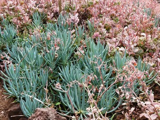 Parterre de craie ou doigt bleu