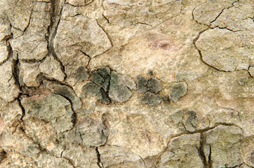 Dry tree texture.