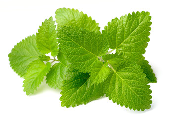 fresh lemon mint isolated on white