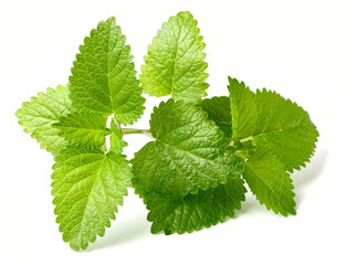 fresh lemon mint isolated on white