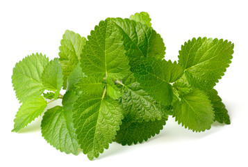 fresh lemon mint isolated on white