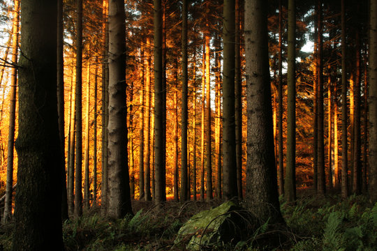 réserve naturelle des hautes fagnes en ardenne en belgique