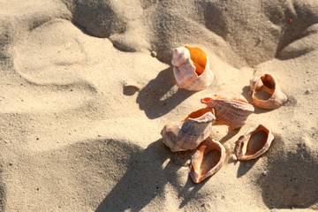 several shells with shadows on sand