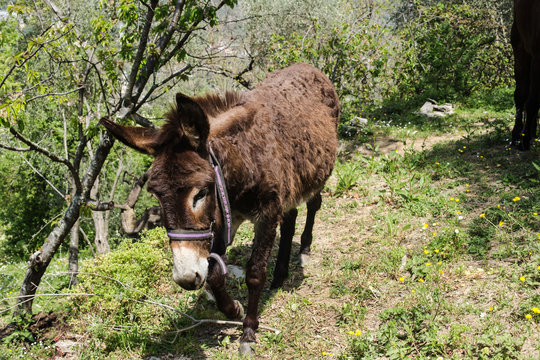 donkey in rural scenery