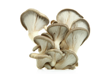 Fresh oyster mushrooms