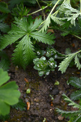 Rain drops gather on foliage of sedum