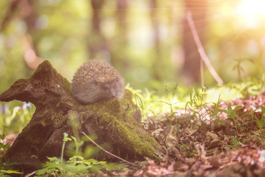 Hedgehog in the sunny spring forest, wildlife natural background. Animals in the wild, nature photography
