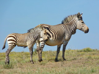 Zebra Mutter mit Ihrem Zebra Baby
