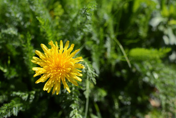 Bright yellow dandelion among lush green weeds