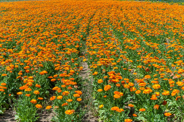 Feld mit Ringelblumen