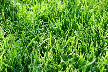 gras grün wasser tau