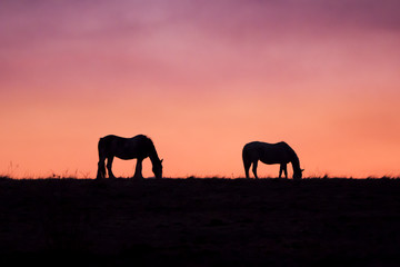 Naklejka na ściany i meble Horses against the sunset