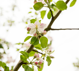 Blooming apple tree with beautiful close-up flowers