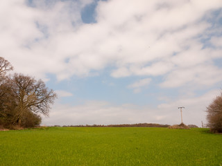 Obraz premium open green spring field background nature, no people. blue and cloud skies
