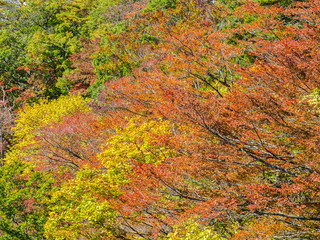 Abstract nature background of forest in autumn season.