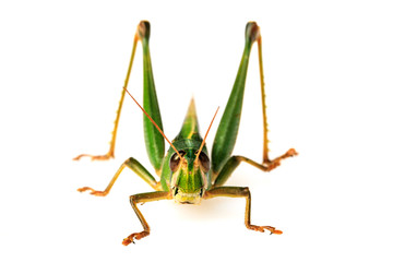 Young green grasshopper isolated on white background.
