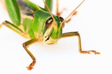 Young green grasshopper isolated on white background.
