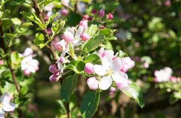 Blooming apple tree with beautiful close-up flowers