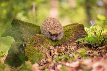 Hedgehog in the sunny spring forest, wildlife natural background. Animals in the wild, nature photography