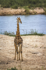 Giraffe in Kruger National park, South Africa