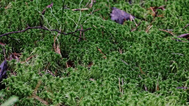 Green moss, hair cap moss in North European forest. Green floral cover. Slow pan. Closeup.