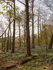Fototapeta premium inside spring wood land floor with bluebells growing trees