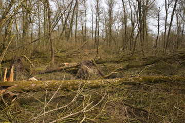 Damaged willows due to storm in Biesbosch National Park, Netherlands