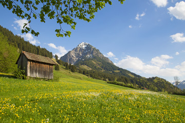 Rubihorn - Allgäu - Oberstdorf - Frühling - Löwenzahn