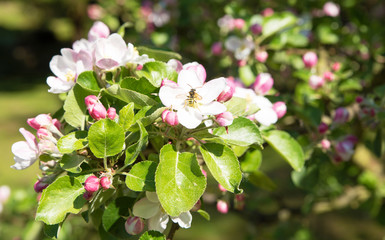 Blooming apple tree with beautiful close-up flowers