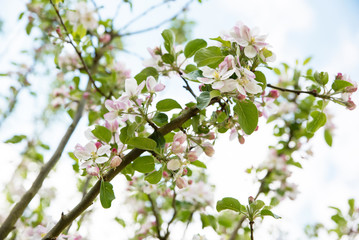 Blooming apple tree with beautiful close-up flowers