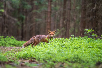   Uložit Náhled stahování Fox in green forest. Cute Red Fox, Vulpes vulpes, at forest with flowers, moss stone. Wildlife scene from nature. Animal in nature habitat. Fox hidden in green vegetation. An