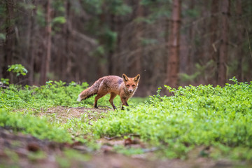   Uložit Náhled stahování Fox in green forest. Cute Red Fox, Vulpes vulpes, at forest with flowers, moss stone. Wildlife scene from nature. Animal in nature habitat. Fox hidden in green vegetation. An