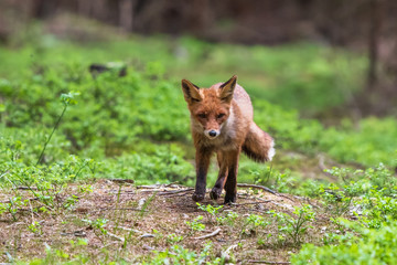 Fototapeta premium Uložit Náhled stahování Fox in green forest. Cute Red Fox, Vulpes vulpes, at forest with flowers, moss stone. Wildlife scene from nature. Animal in nature habitat. Fox hidden in green vegetation. An