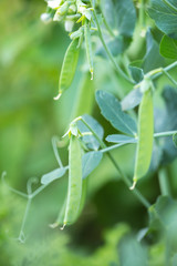 Naklejka premium sweet peas ripen in the garden