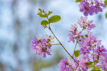 colorful flower on tropical tree in Thailand, natural scene in Asia
