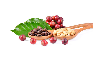 Fresh and dried coffee beans on white background