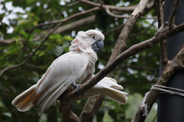 Close up White Cockatoo Bird