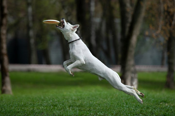 White shepherd catching the disk on dog frisbee