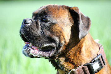 Fototapeta premium Deutscher Boxer