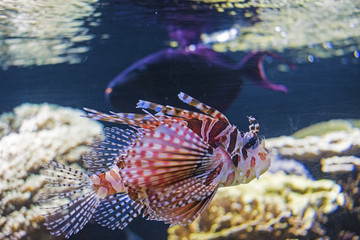 Common Lionfish swimming above coral reefs. Pterois volitans