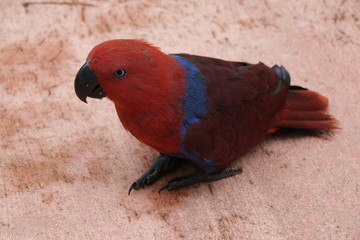 Red and Blue Macaw