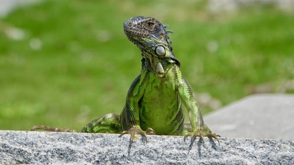 Leguan, Eidechse, Echse