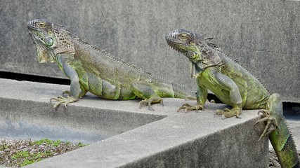 Leguan, Eidechse, Echse