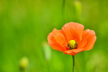 Fototapeta premium カリフォルニアポピー