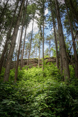 Trierer Wald 001