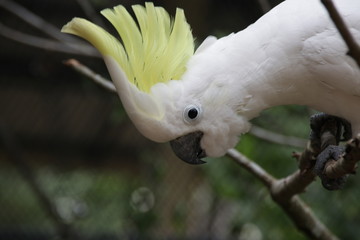 Close up Sulphur-crested cockatoo © foreverhappy