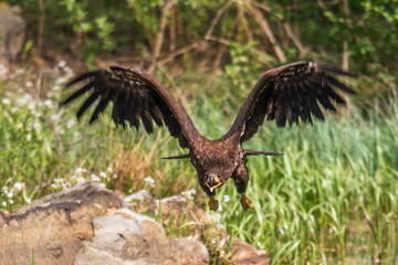 Closeup of a Stellers sea eagle (Haliaeetus pelagicus) in flight with vegetation in the background	